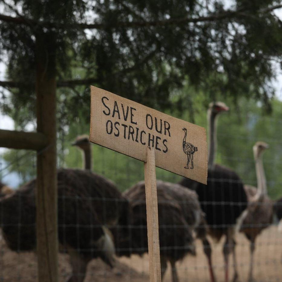 RCMP visit B.C. ostrich farm to prepare for potential cull enforcement and arrests